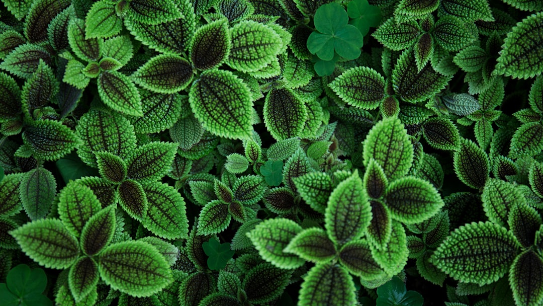 Growing Your Own Loofah: Planting Loofah Seeds